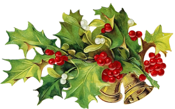 Transparent christmas Holly Plant American holly for Holly for Christmas