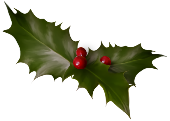 Transparent christmas Holly Leaf American holly for Holly for Christmas