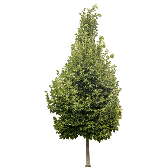 Transparent Artificial Christmas Tree Prelit Tree Christmas Tree Tree Woody Plant for Christmas