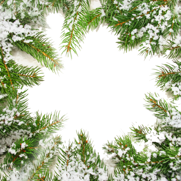Transparent christmas oregon pine Branch Tree for Christmas Border for Christmas