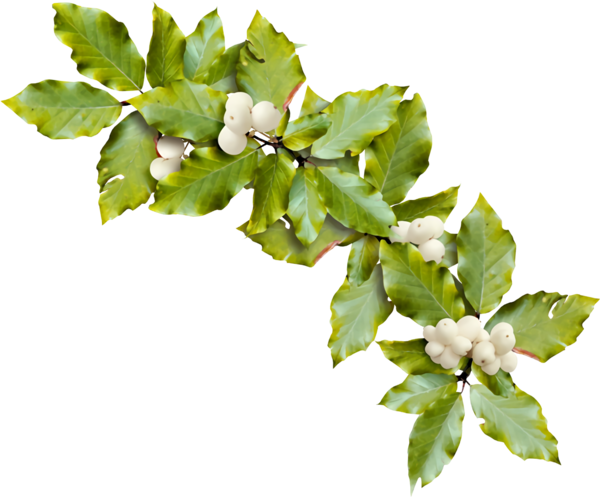 Transparent christmas Leaf Plant Flower for Holly for Christmas
