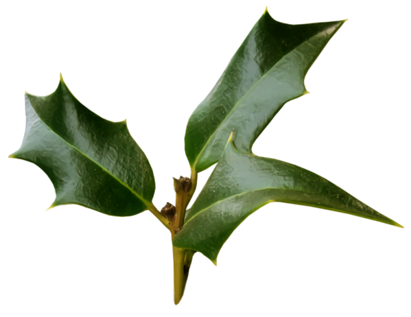 Transparent christmas Plant Leaf Flower for Holly for Christmas