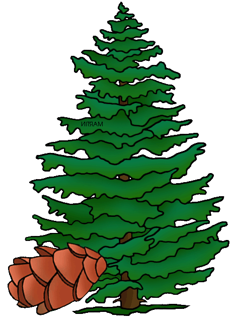 Transparent Christmas Tree Spruce Pennsylvania Tree for Christmas