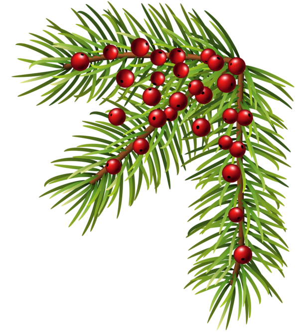 Transparent Christmas Ornament Christmas Pine Evergreen Pine Family for Christmas