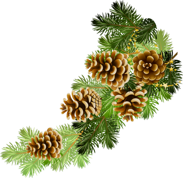 Transparent Pine Conifer Cone Fir Pine Family Tree for Christmas