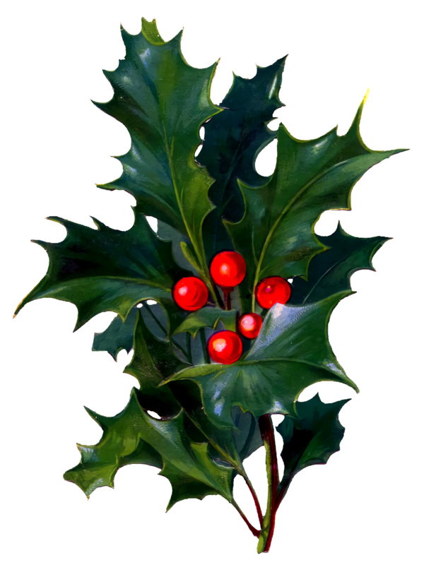 Transparent christmas Holly American holly Leaf for Holly for Christmas