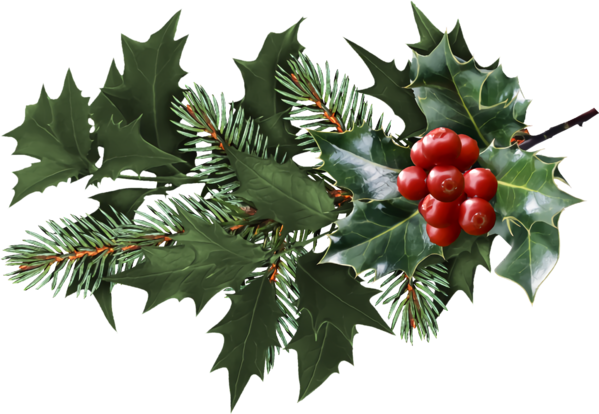 Transparent christmas Holly Plant Leaf for Holly for Christmas