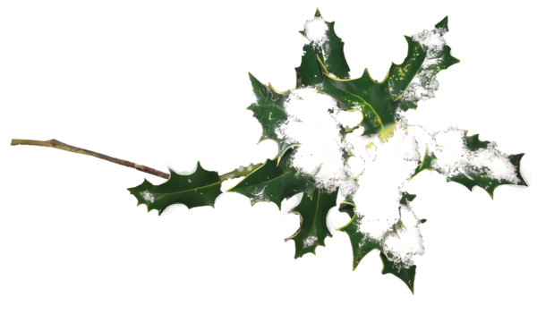 Transparent christmas Flower Holly Plant for Holly for Christmas