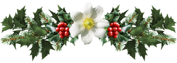 Transparent christmas Plant Holly Flower for Holly for Christmas