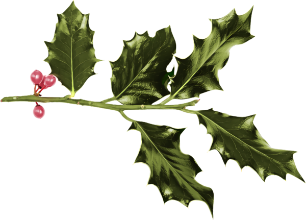 Transparent christmas Leaf Plant Holly for Holly for Christmas