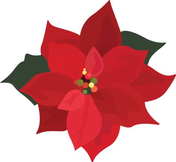 Transparent Poinsettia Christmas Day Document Flower Red for Christmas