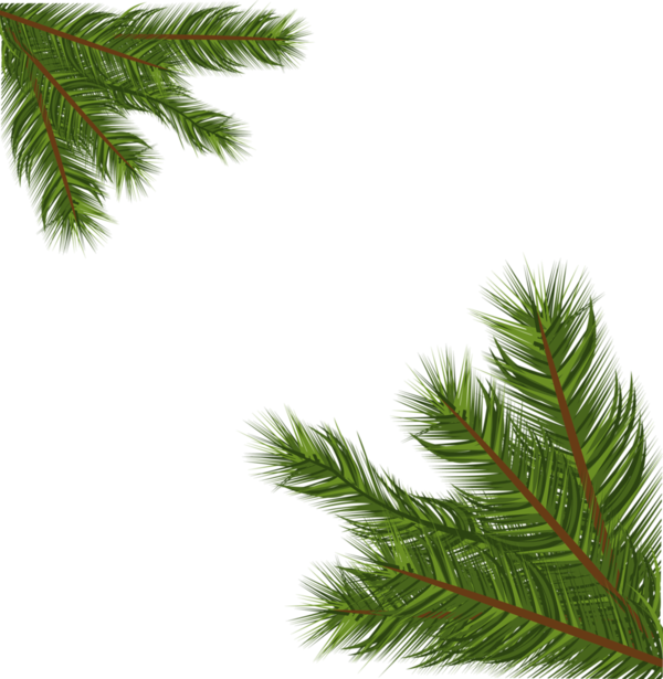 Transparent Spruce Fir Christmas Tree Tree Pine Family for Christmas