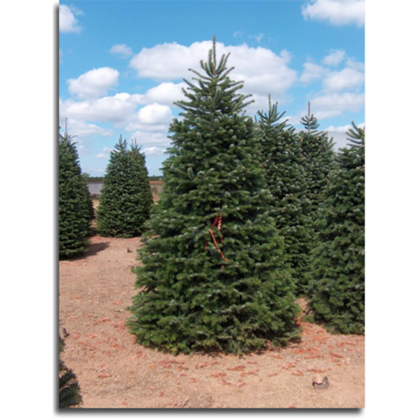 Transparent Nordmann Fir Noble Fir Christmas Tree Evergreen Pine Family for Christmas