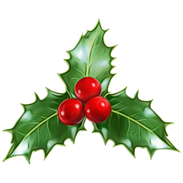 Transparent Christmas Common Holly Clip Art Christmas Holly Plant for Christmas