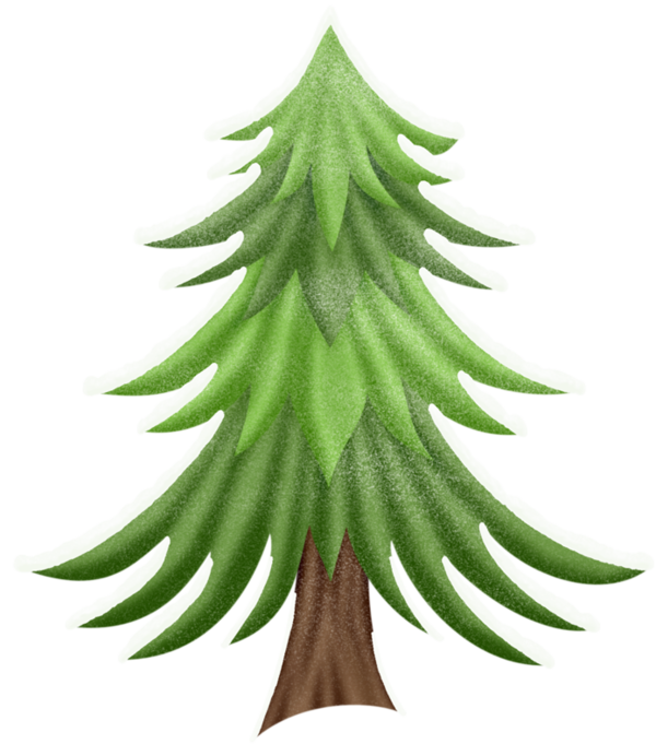 Transparent Fir Pine Spruce Pine Family for Christmas