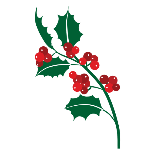 Transparent Mistletoe Phoradendron Tomentosum Christmas Plant Flora for Christmas
