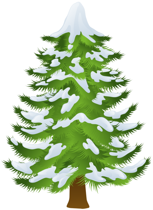 Transparent Pine Tree Winter Fir Pine Family for Christmas