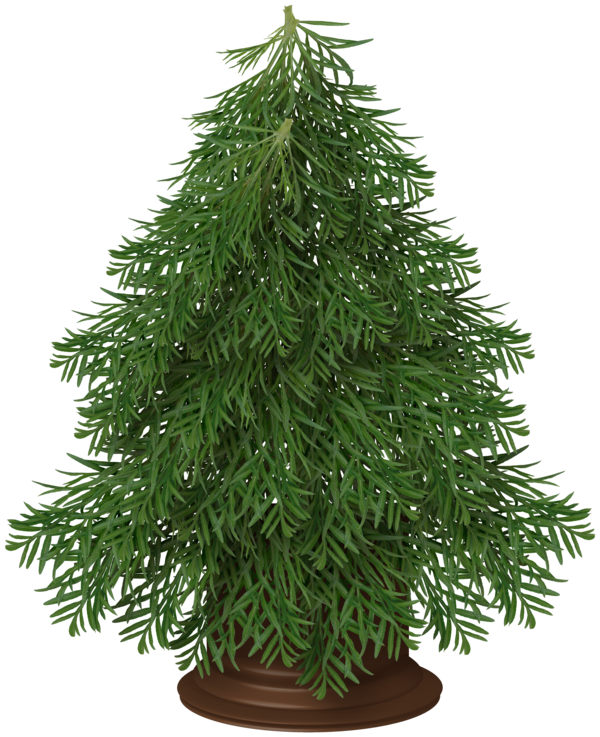 Transparent Christmas Tree Christmas Tree Evergreen Pine Family for Christmas