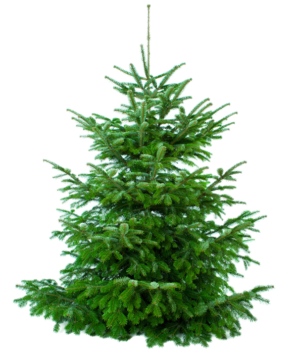 Transparent New Year Tree Spruce Christmas Tree Tree for Christmas