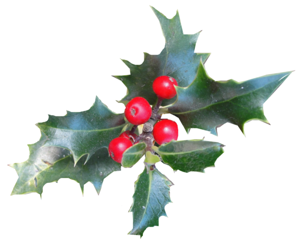 Transparent Common Holly Aquifoliales Christmas Evergreen Plant for Christmas