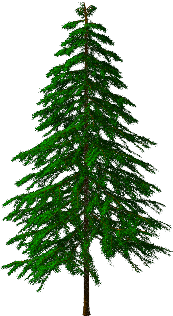 Transparent Spruce Fir Pine Tree for Christmas