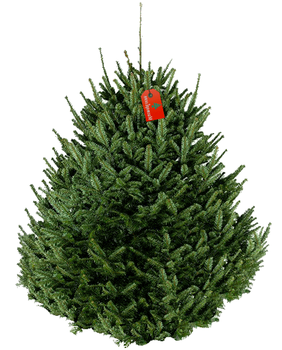 Transparent Fraser Fir Tree Christmas Tree Fir Pine Family for Christmas