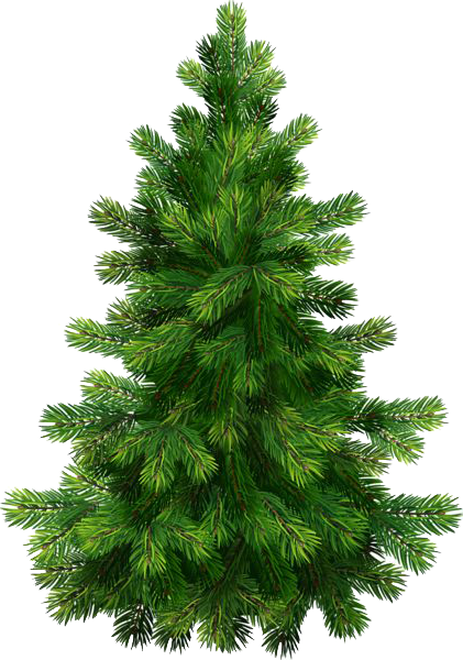 Transparent Pine Tree Fir Evergreen Pine Family for Christmas