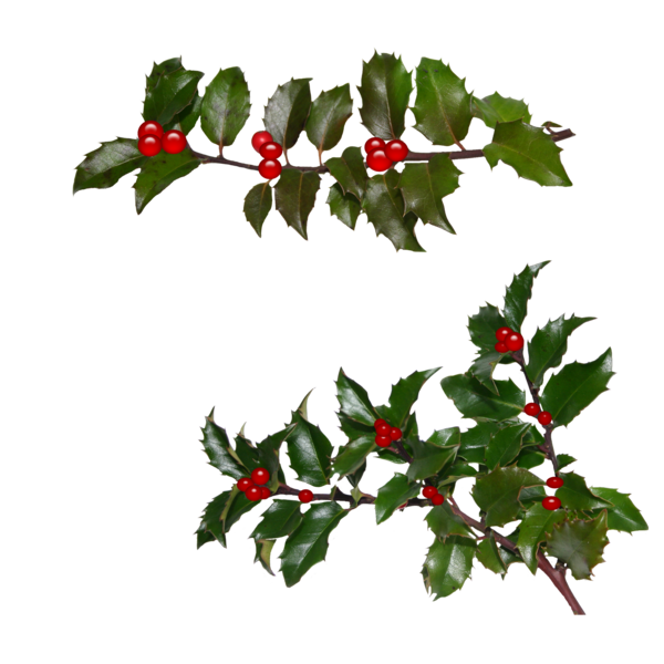 Transparent Christmas Day Gift Holly Aquifoliaceae for Christmas