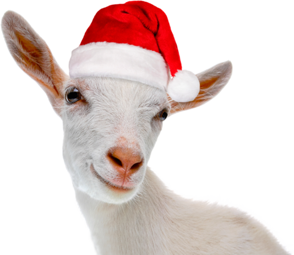 Transparent Goat Christmas Christmas Card Livestock Goats for Christmas