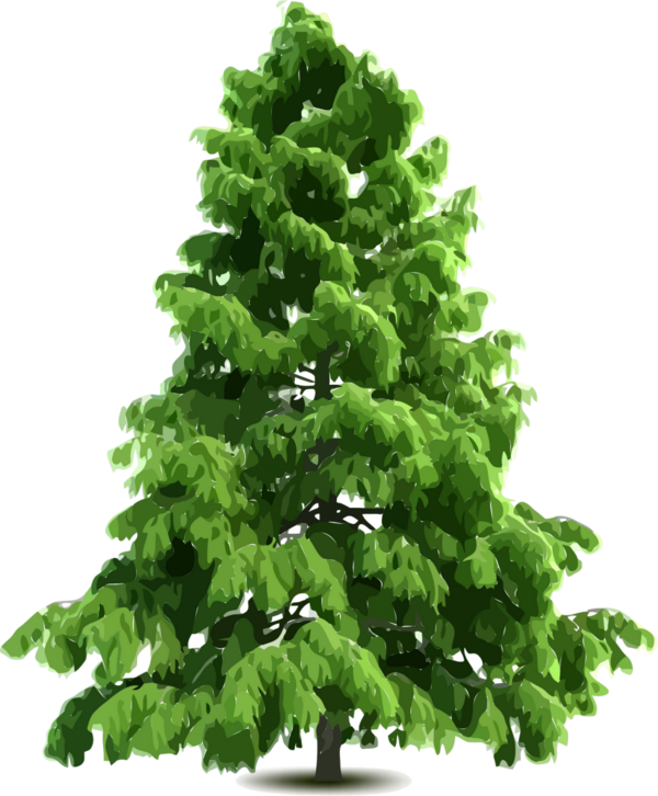 Transparent Spruce Pine Tree Woody Plant for Christmas