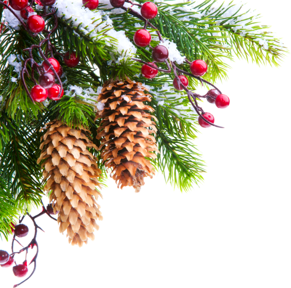 Transparent January Kiev 2018 Pine Family Tree for Christmas