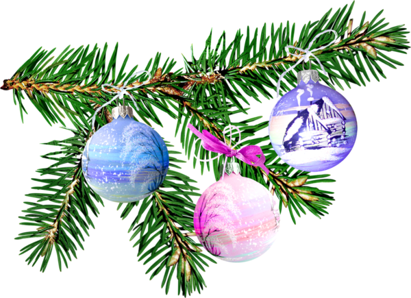 Transparent Old New Year New Year Blog Fir Pine Family for Christmas