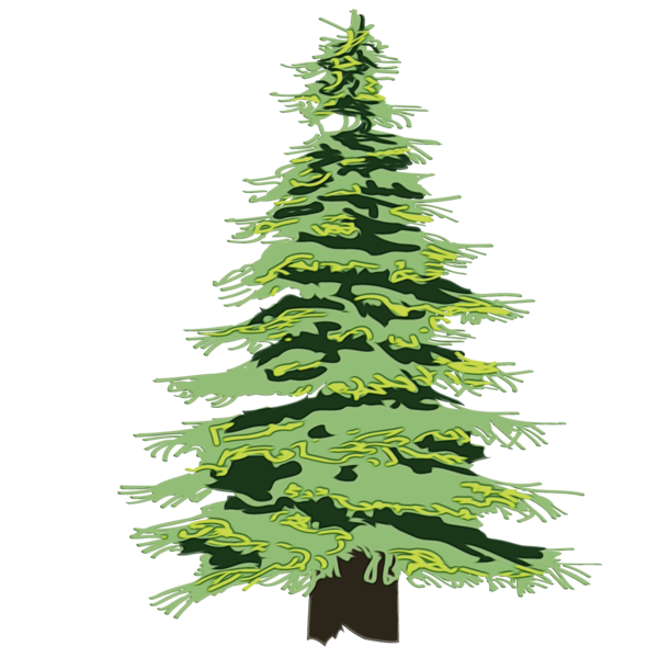 Transparent Spruce Fir Pine Shortleaf Black Spruce Balsam Fir for Christmas