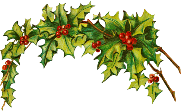Transparent Associazione Nazionale Alpini Christmas Day Drawing Holly Plant for Christmas
