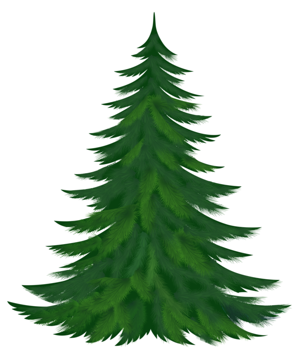 Transparent Pine Tree Conifer Cone Fir Pine Family for Christmas
