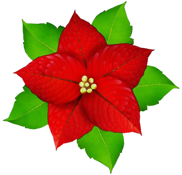 Transparent Poinsettia Christmas Day Joulukukka Flower Red for Valentines Day