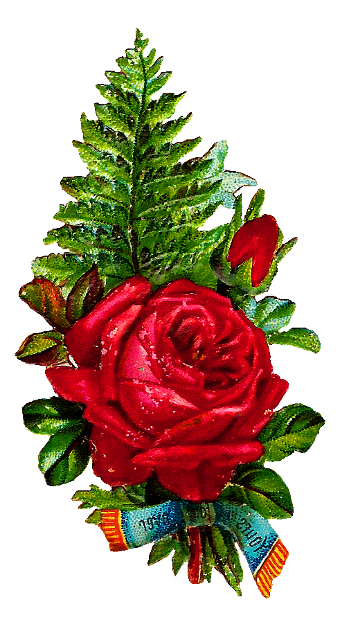 Transparent Vintage Rose for Valentines Day