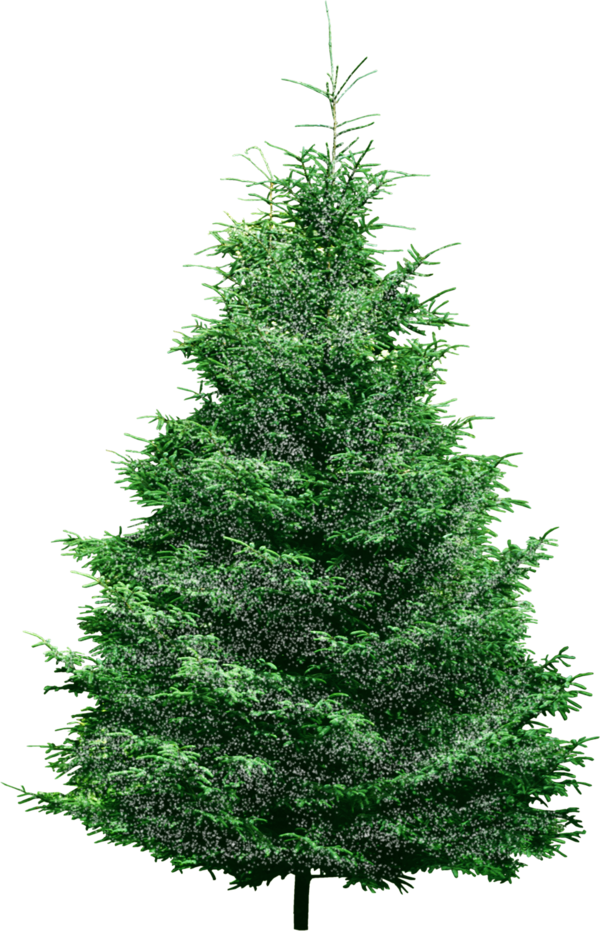 Transparent Pine Tree Christmas Tree Evergreen Pine Family for Christmas