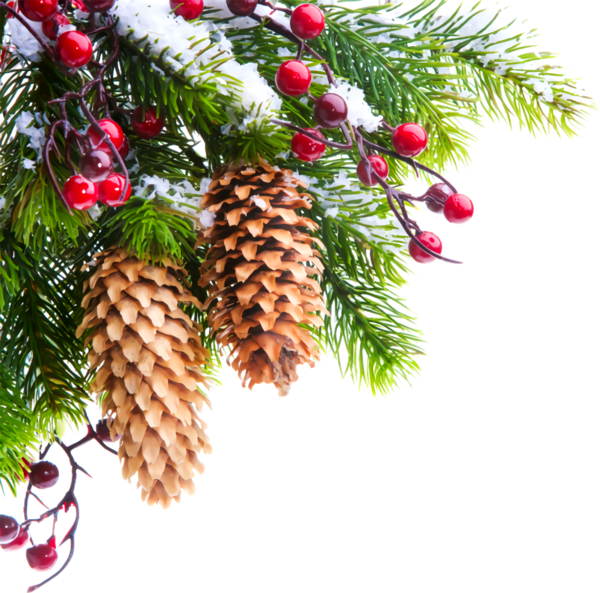 Transparent christmas sugar pine oregon pine Columbian spruce for Christmas Ornament for Christmas