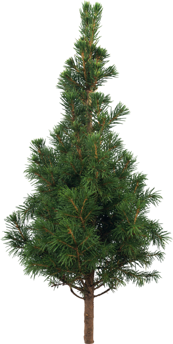 Transparent Scots Pine Fir Artificial Christmas Tree Tree Spruce for Christmas