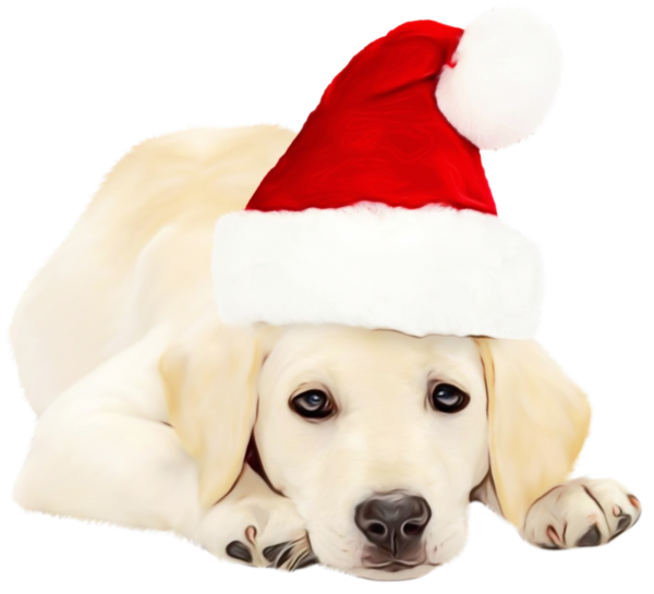 Transparent Labrador Retriever Puppy Companion Dog Dog for Christmas