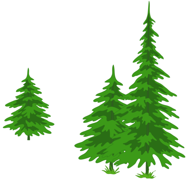 Transparent Spruce Fir Pine Christmas Tree Tree for Christmas