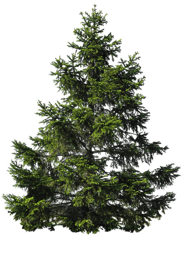 Transparent Noble Fir Pine Tree Evergreen Pine Family for Christmas