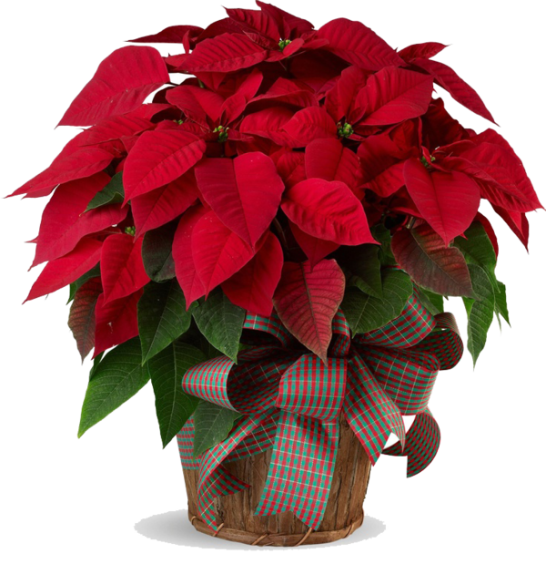 Transparent Flower Poinsettia Christmas Plant for Christmas