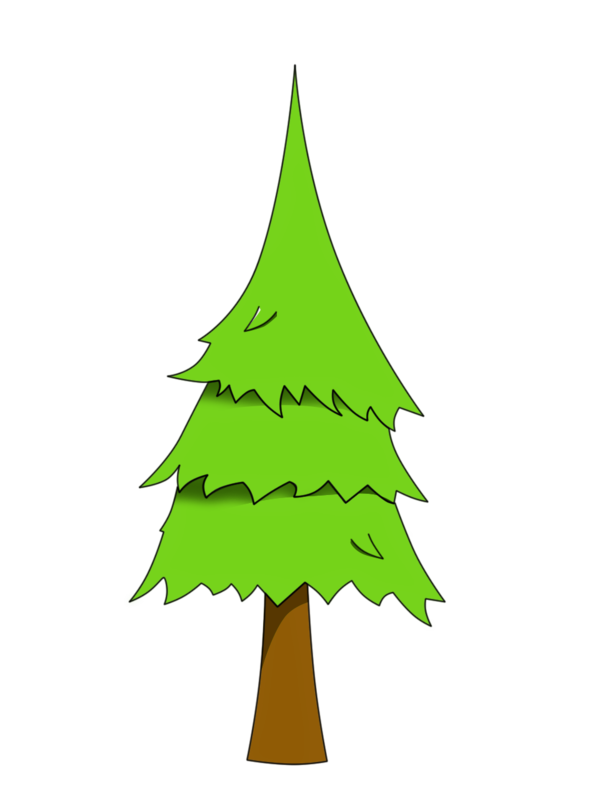 Transparent Pinus Palustris Pinus Taeda Tree Fir Pine Family for Christmas