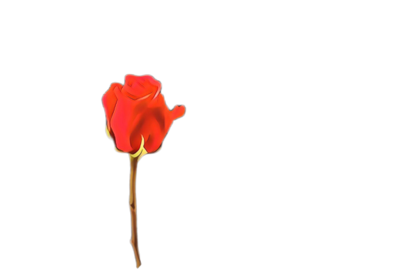 Transparent Red Flower Plant for Valentines Day