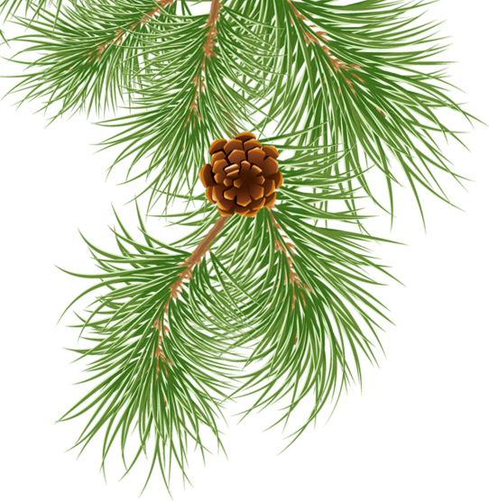 Transparent Spruce Pine Conifer Cone Pine Family Tree for Christmas