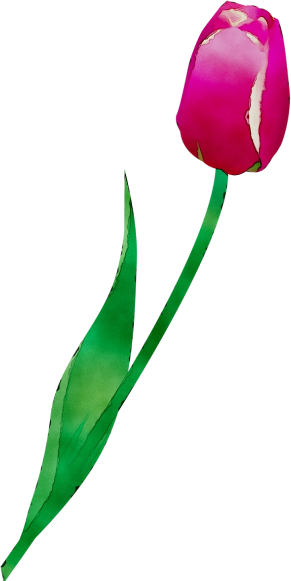 Transparent Tulip Cut Flowers Plant Stem Flower for Valentines Day