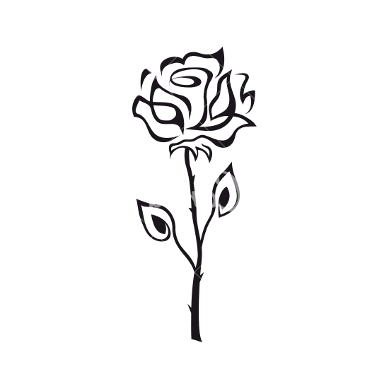 Transparent Rose Black And White Black Rose Flower White for Valentines Day