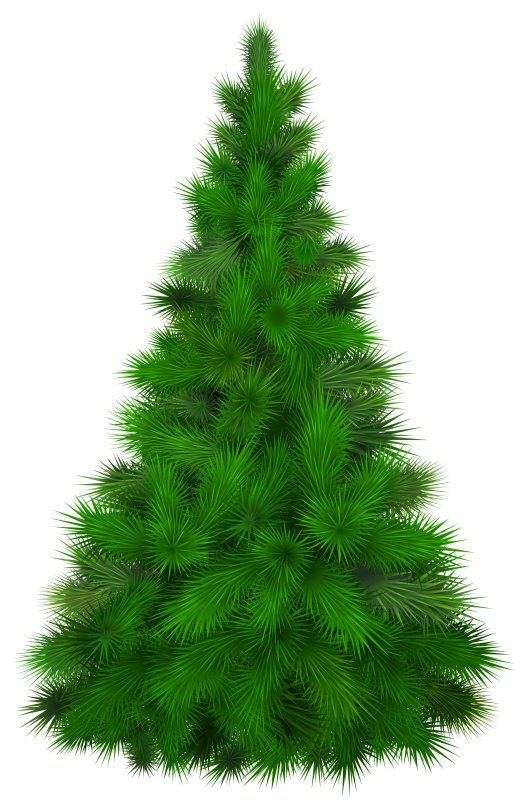 Transparent Pine Tree Fir Spruce for Christmas